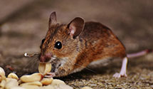 pest-prevention-and-exclusion-services Experts in Grosse Pointe Farms